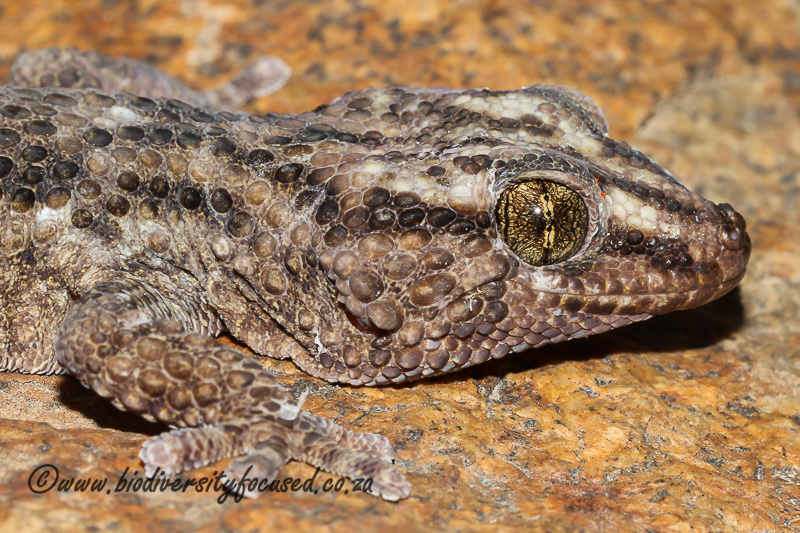 Turner's Gecko (Chondrodactylus turneri) © Dorse