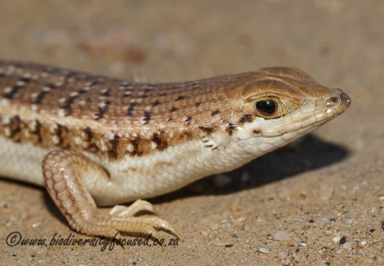 Wedge-snouted Skink (Trachylepis acutilabris)