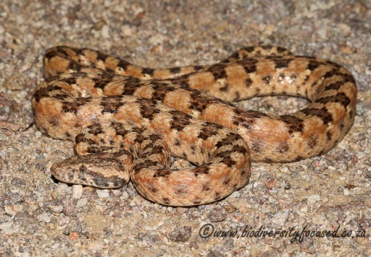 Western Keeled Snake (Pythonodipsas carinata)