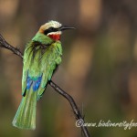 White-fronted Bee-eater (Merops bullockoides) © Dorse