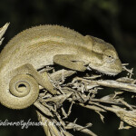 Kentani Dwarf Chameleon (Bradypodion kentanicum) © Dorse