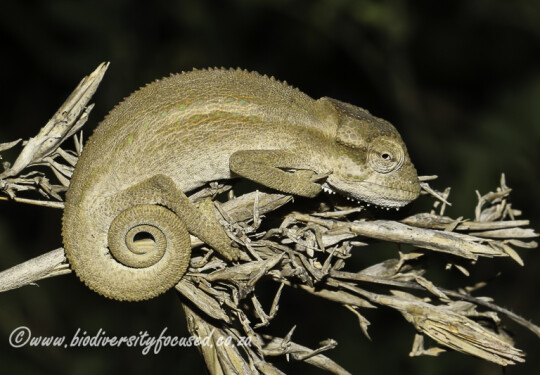 Kentani Dwarf Chameleon (Bradypodion kentanicum)